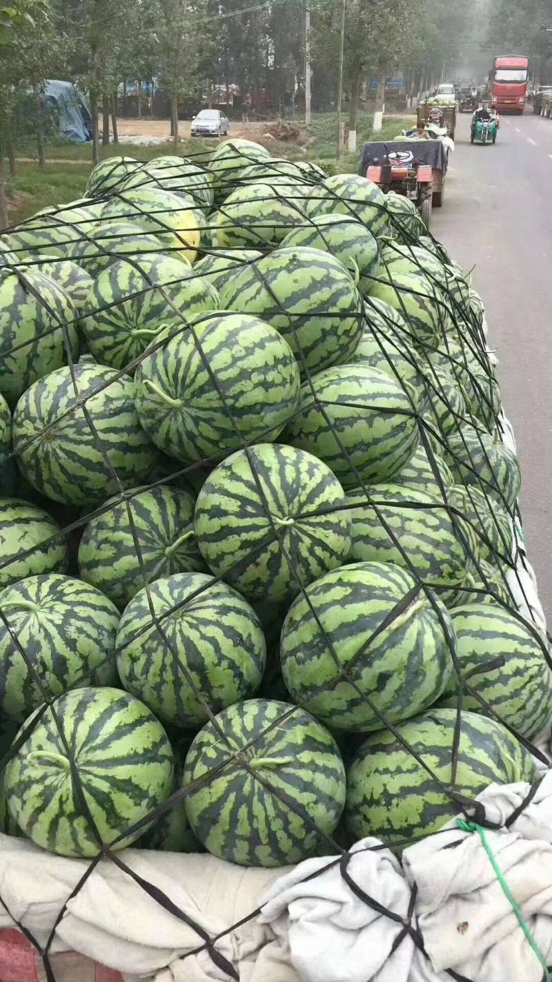 精品西瓜美都西瓜货源充足量大从优质量保证欢迎咨询