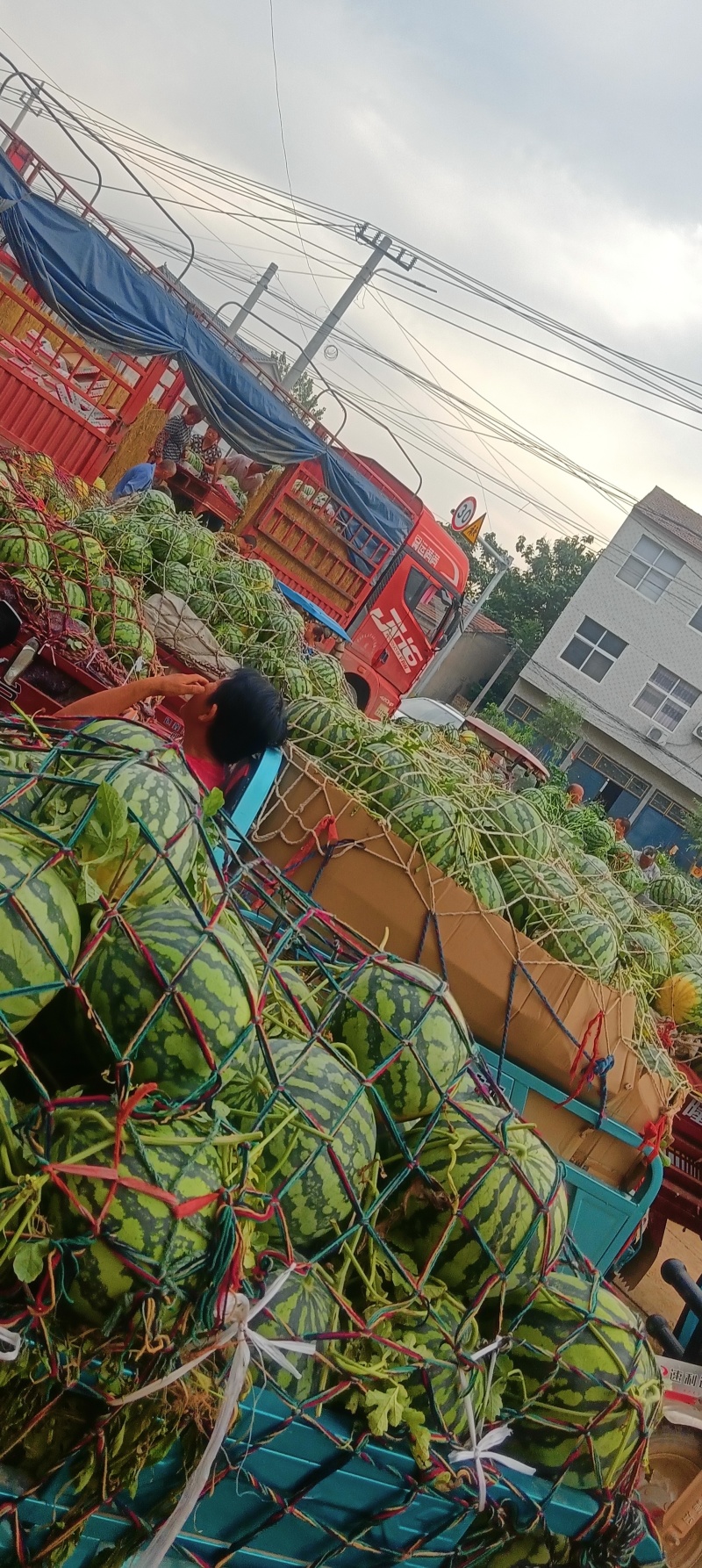 精品西瓜美都西瓜货源充足量大从优质量保证欢迎咨询