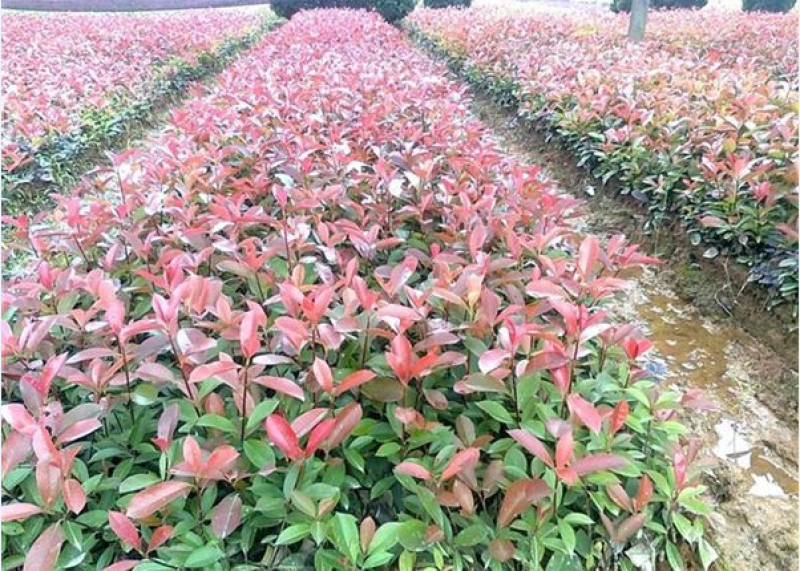 绿化苗木红叶石楠大杯