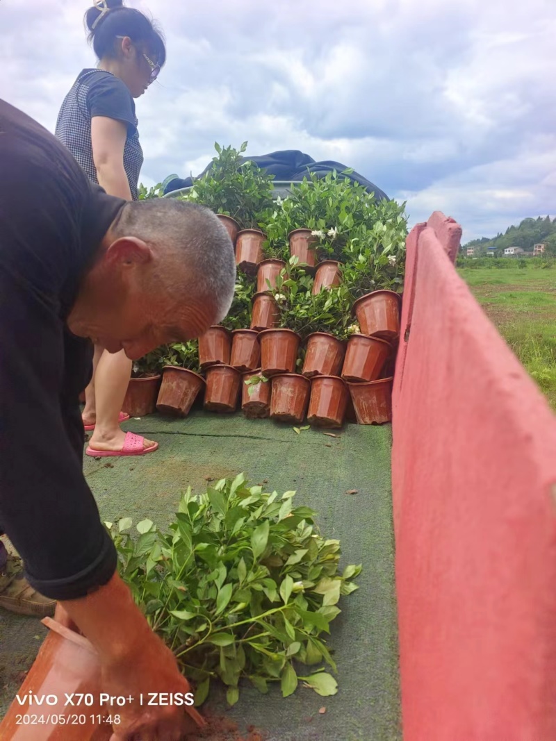 四川栀子花苗杯苗基地直发货源充足欢迎客户来电咨询