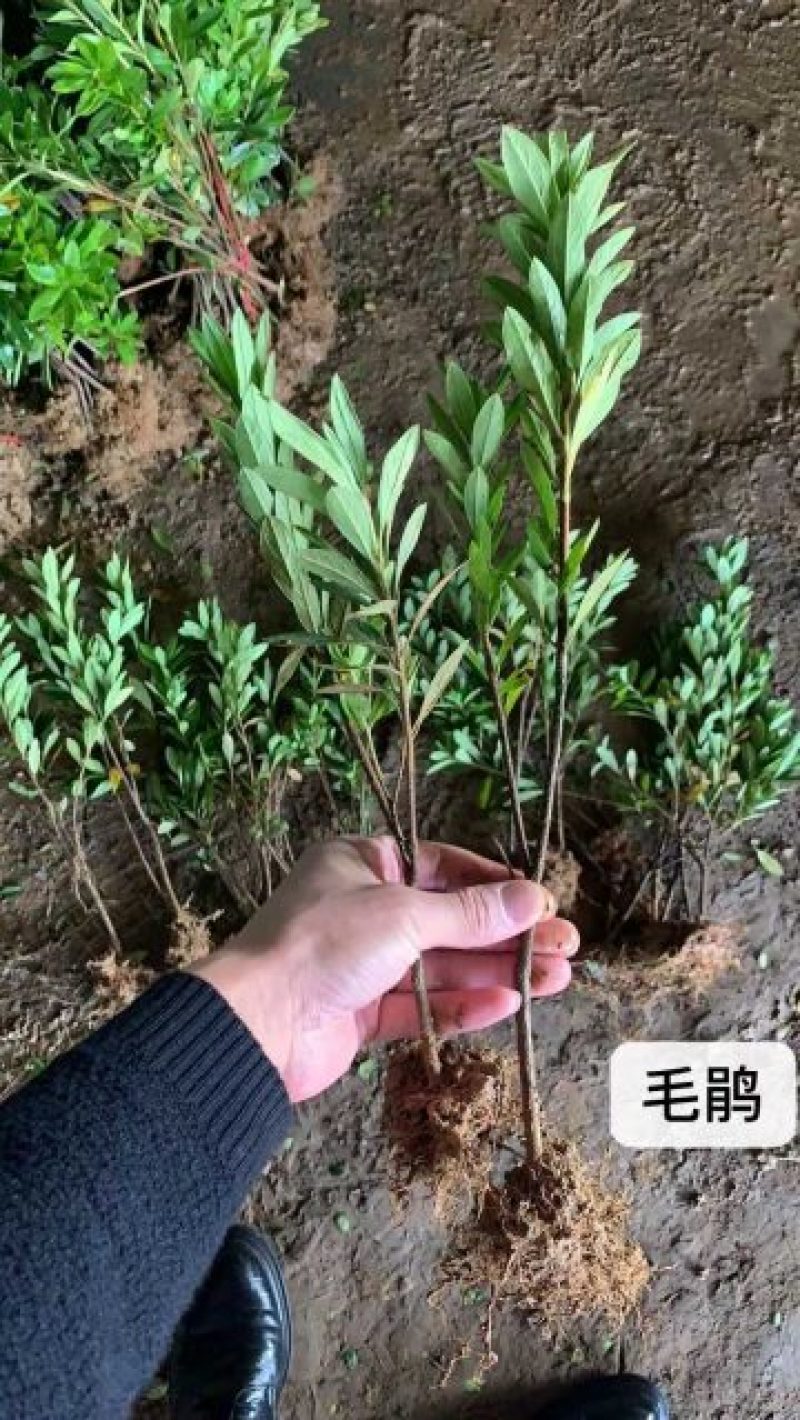 【诚信卖家】毛杜鹃大量有货欢迎新老客户来电咨询