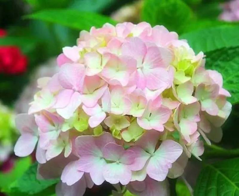 精品苗木绿化八仙花，品质保证，量大从优，可视频看货