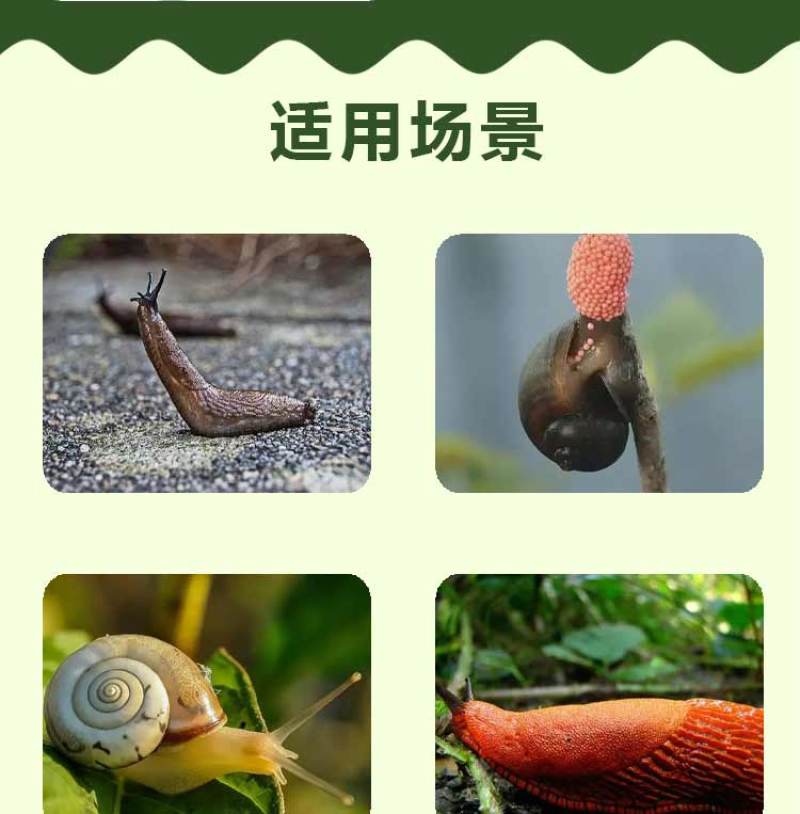 助剂蜗螺净蜗牛福寿螺蛞蝓鼻涕虫软体动物