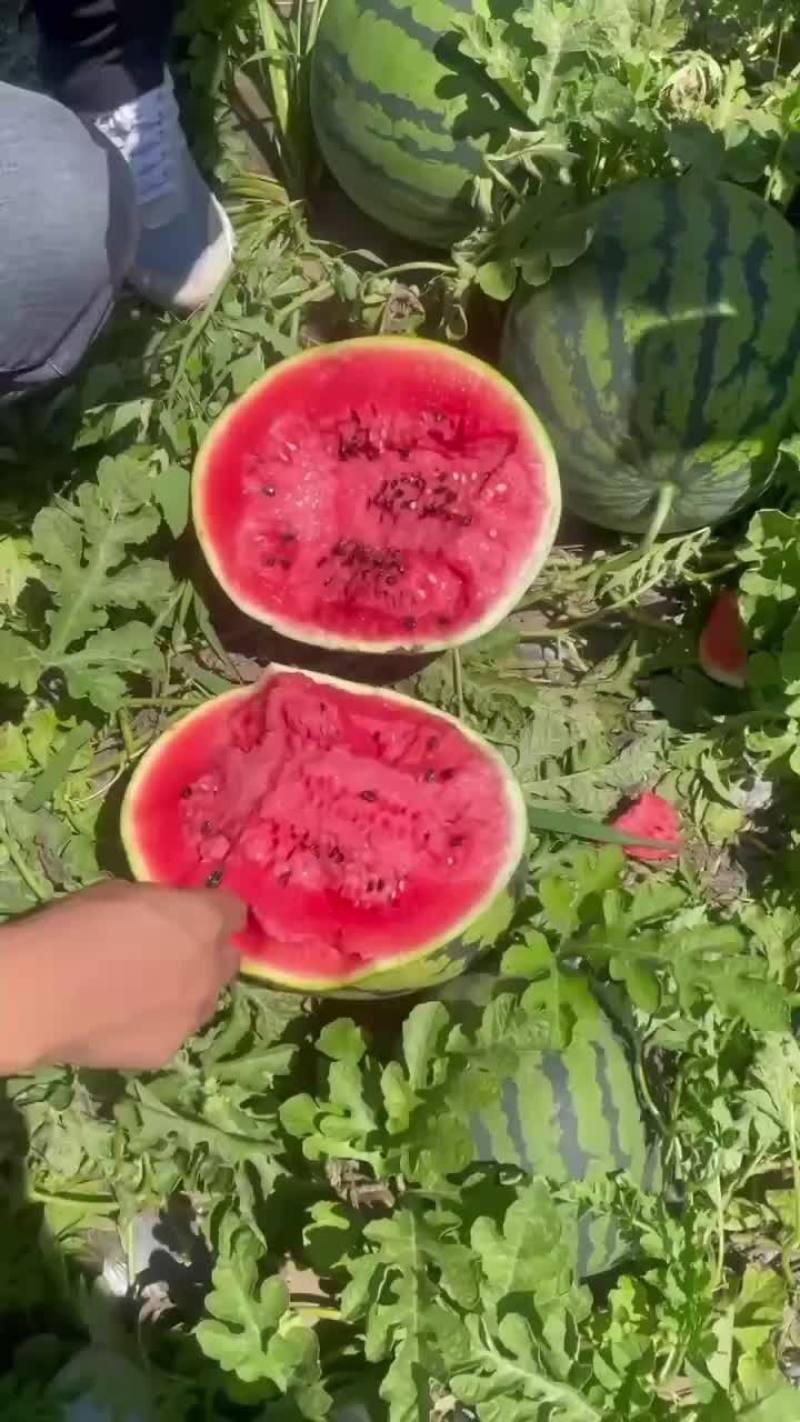 阜城县甜王西瓜。大量上市，产地直发！保质保量！