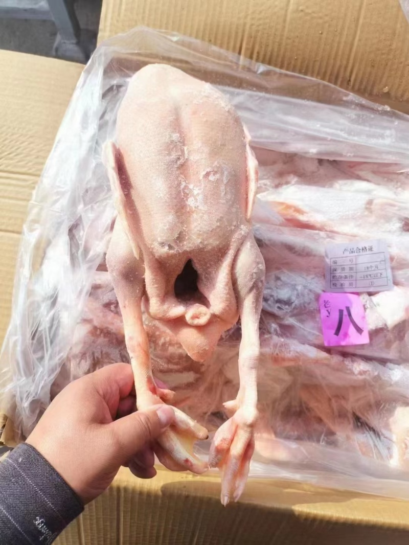 老种鸭养殖周期一年以上