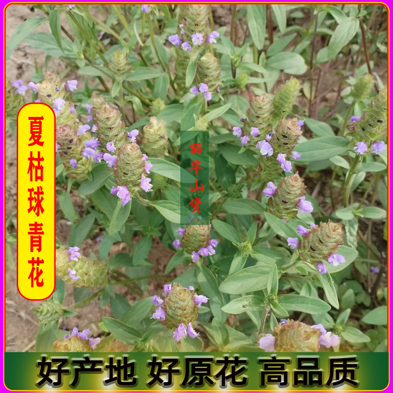 夏枯球前期青花原产地发货鲜嫩花天然晒干头茬鲜货干品
