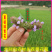 夏枯球前期青花原产地发货鲜嫩花天然晒干头茬鲜货干品