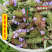 夏枯球前期青花原产地发货鲜嫩花天然晒干头茬鲜货干品