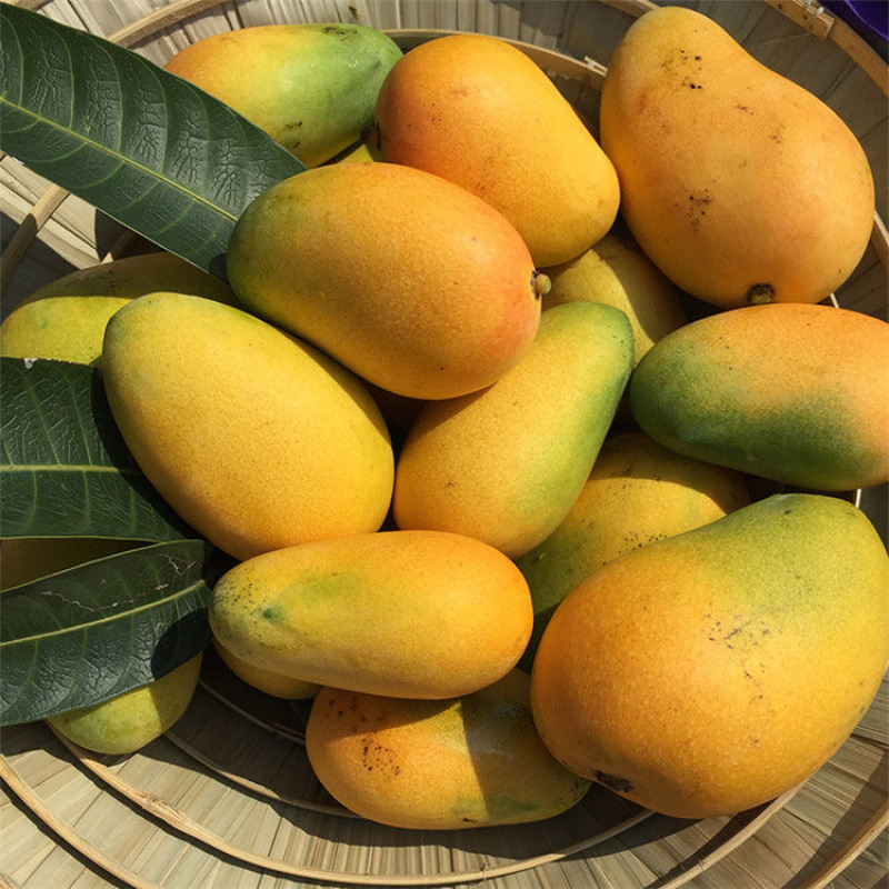 【一件代发】广西小台芒支持各大电商平台代发