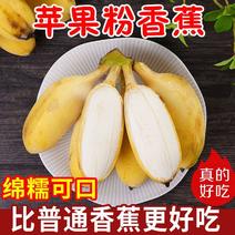 【一件代发】广西苹果蕉支持各大电商平台代发