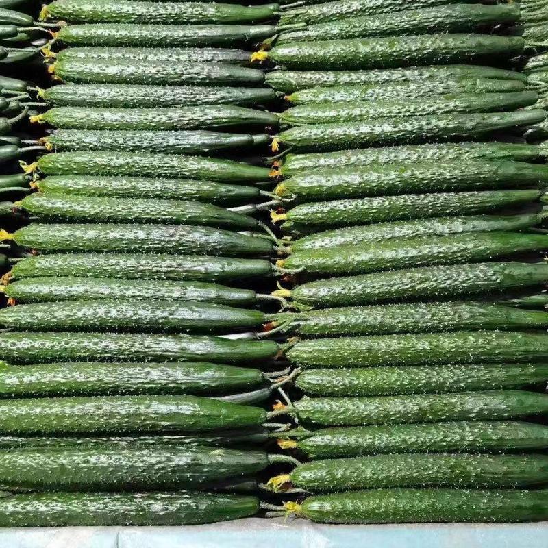 山东精品密刺黄瓜产地直发一手货源新鲜发货对接全国市场