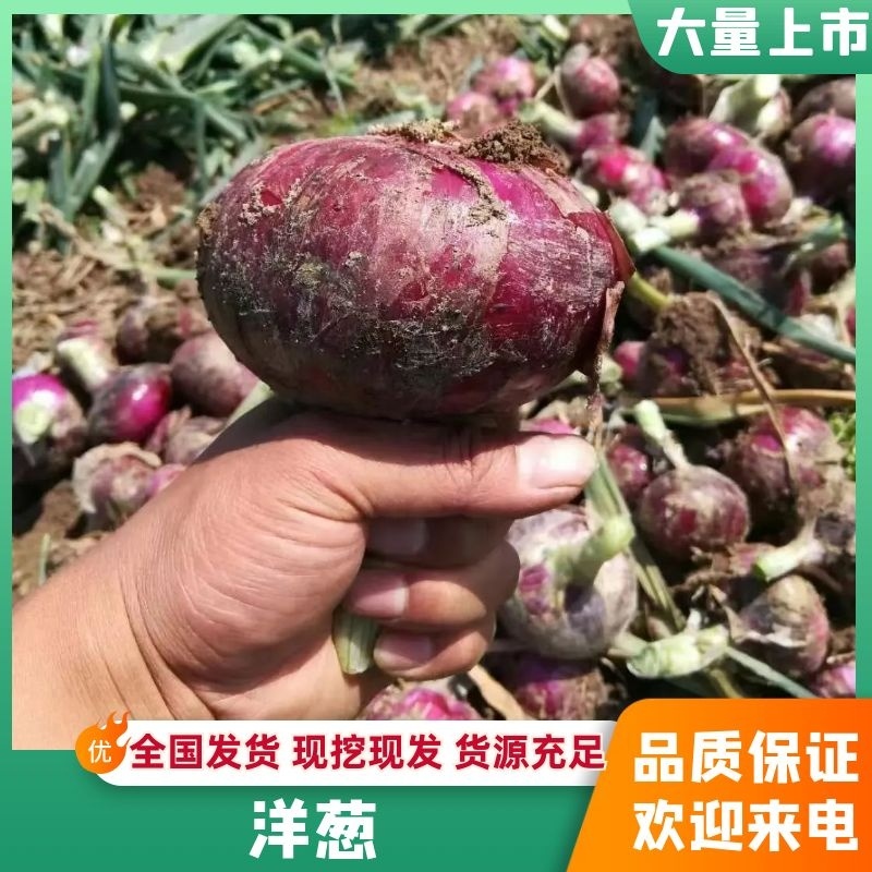 河南开封紫皮洋葱早熟洋葱大量供应承接商超社团供货代收代发