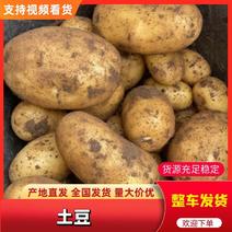沃土5号土豆开封土豆产区承接商超社团代收代发全国市场