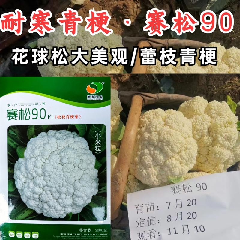 赛松90松花菜种子中晚熟抗病耐寒花球松大蕾枝青梗