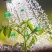 中药材五味子叶面肥增产吴茱萸沙仁豆蔻薏苡仁膨大果胡椒枸杞