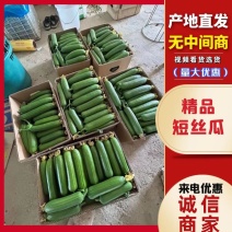 精品香丝瓜大量供应江苏油皮丝瓜新鲜采摘对接商超市场等