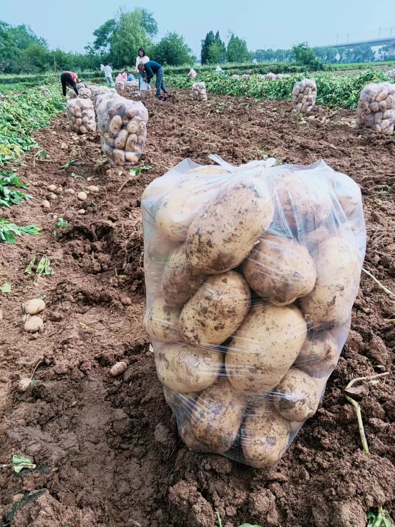 沃土5号土豆河南土豆产地直发一手货源无起皮表皮光滑