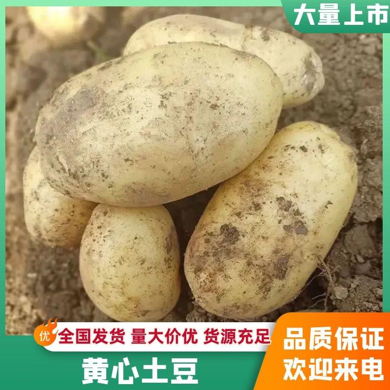 精品黄心土豆无起皮表面光滑货真价实质优价廉可签订合同