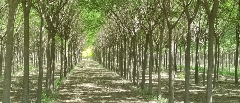 自家苗场，10-20公分国槐树，好成活苗木量大从优