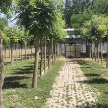 河北沧州栾树产地直发根系发达大量现10-20公分