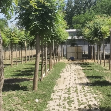 河北沧州栾树产地直发根系发达大量现10-20公分