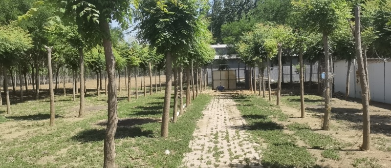 河北沧州栾树产地直发根系发达大量现10-20公分