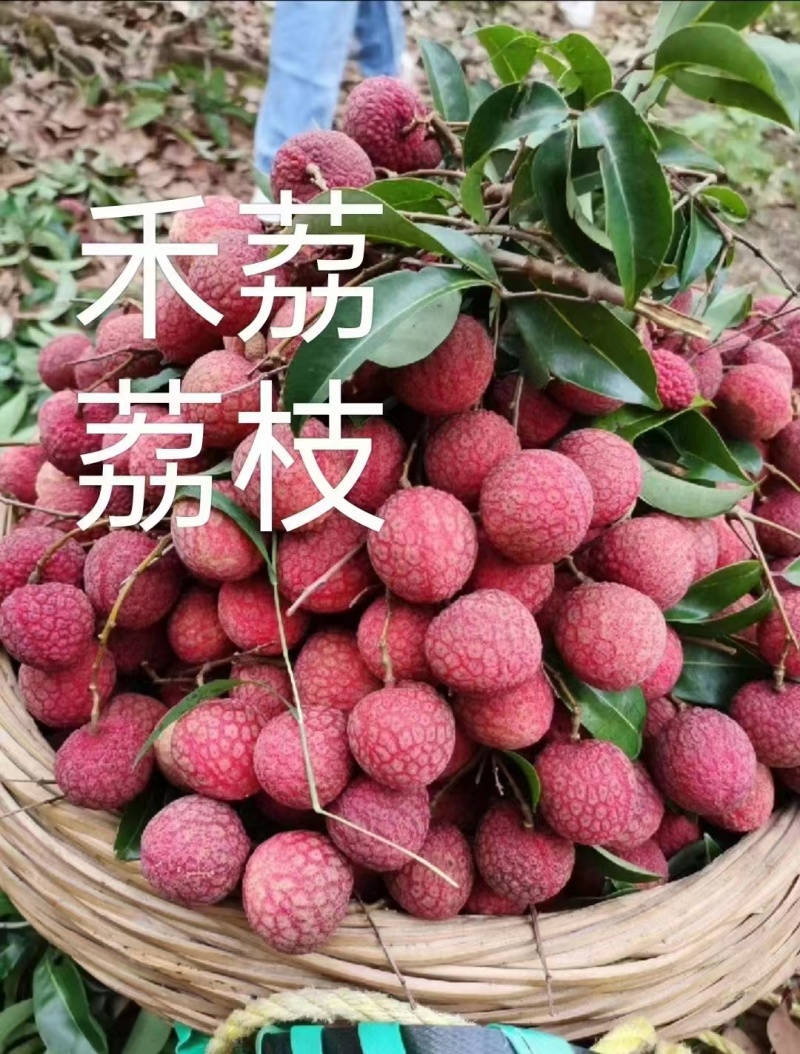 广西荔枝禾荔荔枝淮枝荔枝现摘现发皮薄多汁口感甘甜