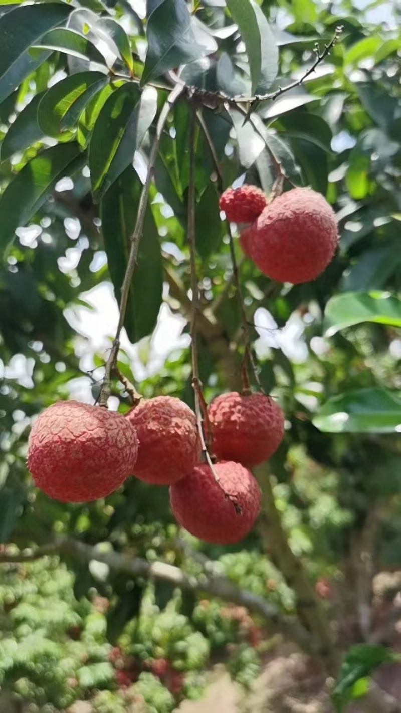 广西荔枝禾荔荔枝淮枝荔枝现摘现发皮薄多汁口感甘甜