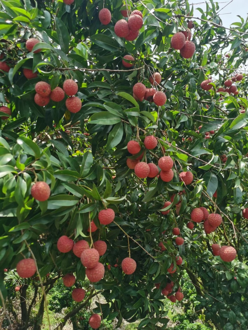 广西荔枝禾荔荔枝淮枝荔枝现摘现发皮薄多汁口感甘甜