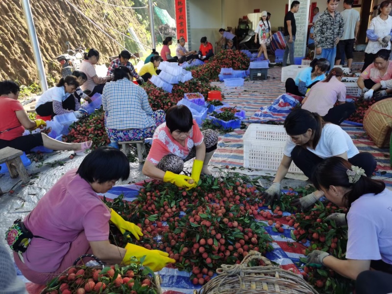 广西荔枝禾荔荔枝淮枝荔枝现摘现发皮薄多汁口感甘甜