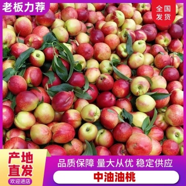 中油系列露天黄肉油桃系列金雷千年红09-3