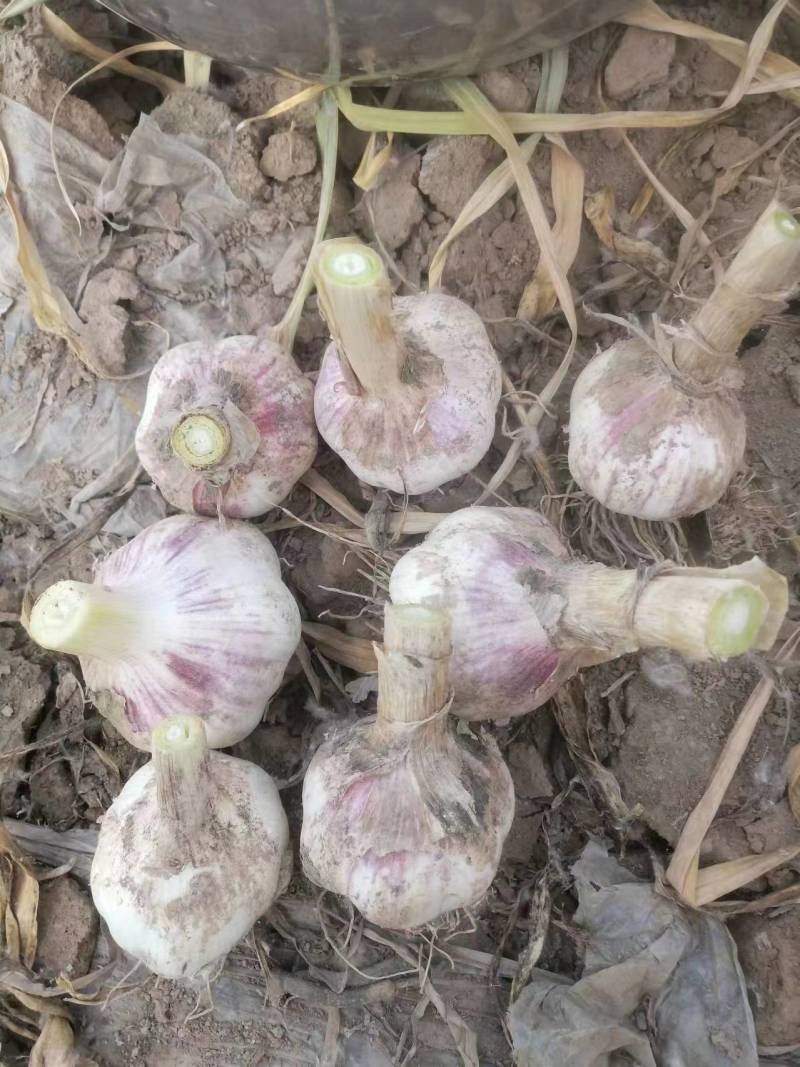 山东紫皮大蒜紫皮蒜大量供应新蒜产地直发货源充足