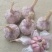 山东紫皮大蒜紫皮蒜大量供应新蒜产地直发货源充足