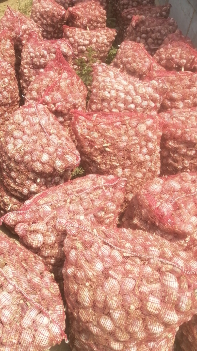 山东紫皮大蒜紫皮蒜大量供应新蒜产地直发货源充足