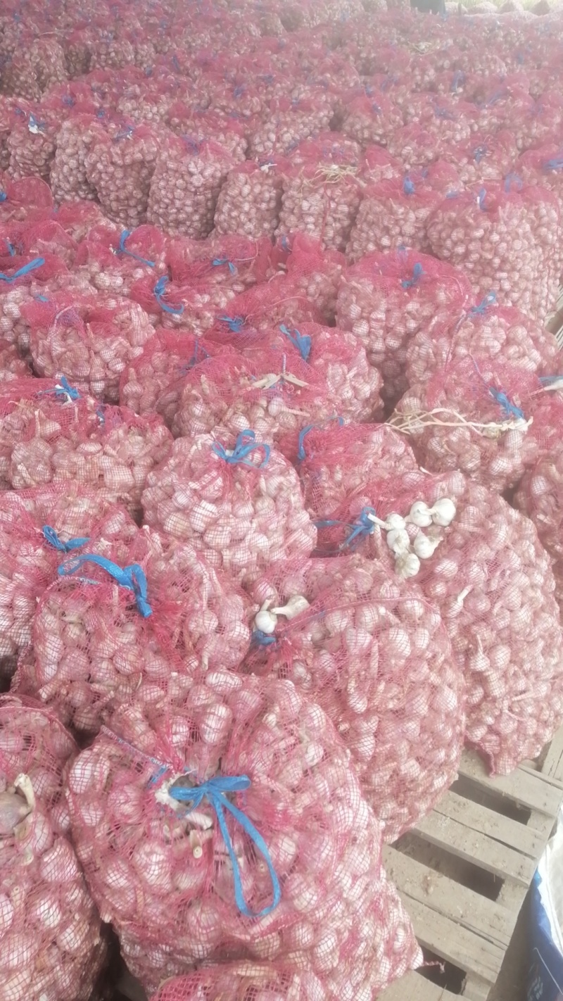 山东紫皮大蒜紫皮蒜大量供应新蒜产地直发货源充足
