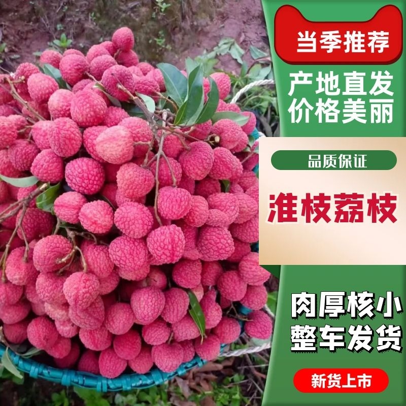 广西荔枝禾荔荔枝淮枝荔枝现摘现发皮薄多汁口感甘甜