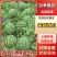 陕西西瓜美都西瓜，精品美都西瓜，大量上市保质保量基地发