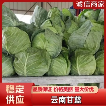 云南甘蓝，大量上市，欢迎订购，支持全国发货，量大从优，