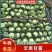 云南甘蓝，大量上市，欢迎订购，支持全国发货，量大从优，