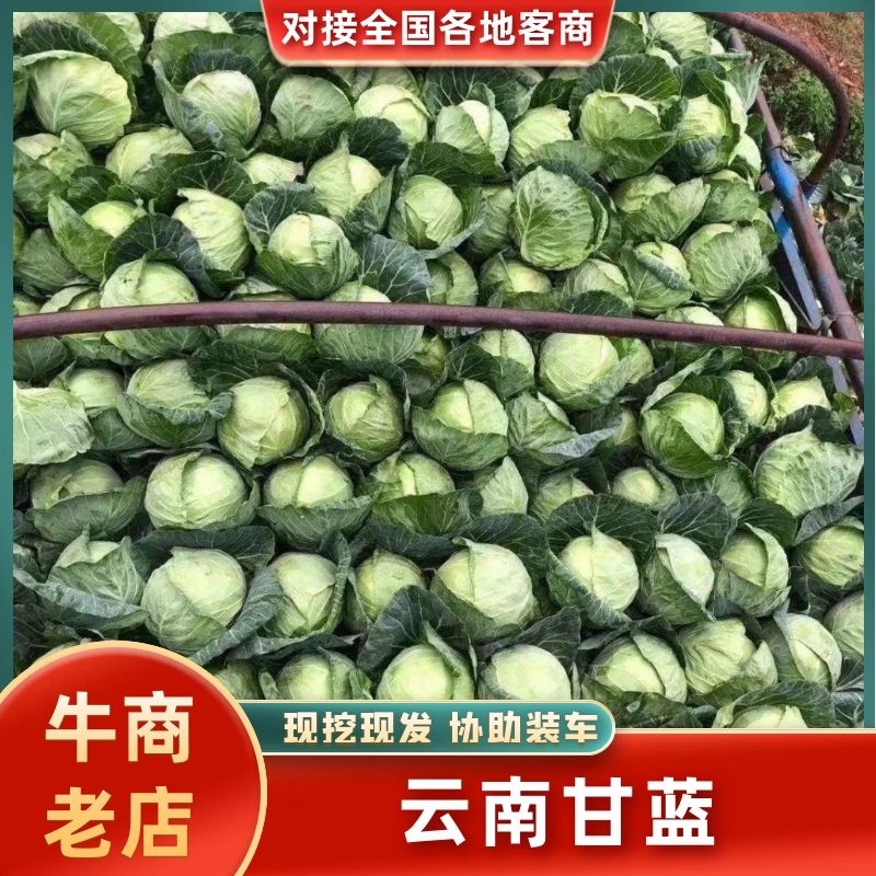 云南甘蓝，大量上市，欢迎订购，支持全国发货，量大从优，
