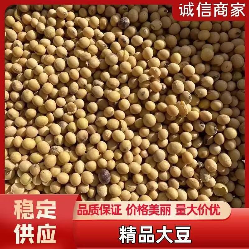 山东精品大豆质量保证品种纯正假一赔十