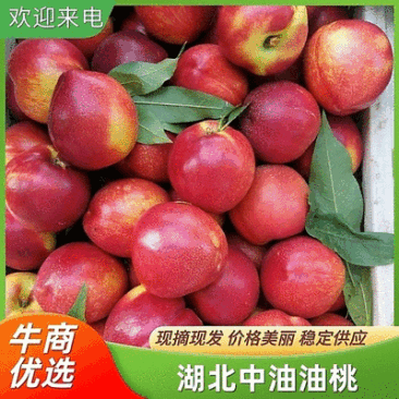 桃/中油油桃/黄心油桃/产地一手货源,供应电商,团购,市场