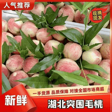 突围毛桃，美佳口感脆甜，全国发货，供应电商，团购，市场