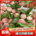 突围毛桃，美佳口感脆甜，全国发货，供应电商，团购，市场