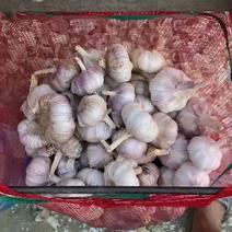 【优质大蒜】紫皮蒜干大蒜全国供应保质保量供应市场