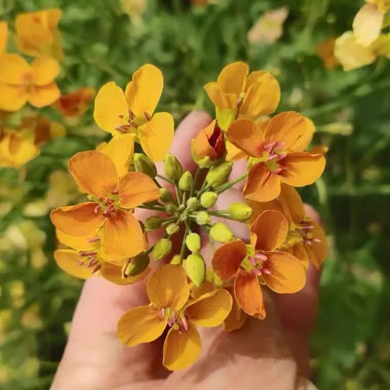 观赏彩色油菜花种子优质高产榨油五彩油菜花菜籽油花田春秋播