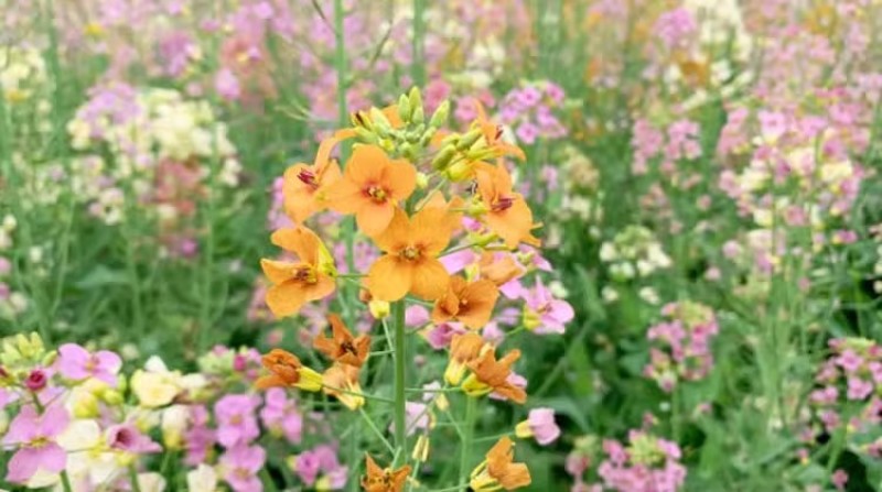 观赏彩色油菜花种子优质高产榨油五彩油菜花菜籽油花田春秋播