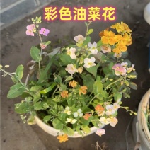 观赏彩色油菜花种子优质高产榨油五彩油菜花菜籽油花田春秋播