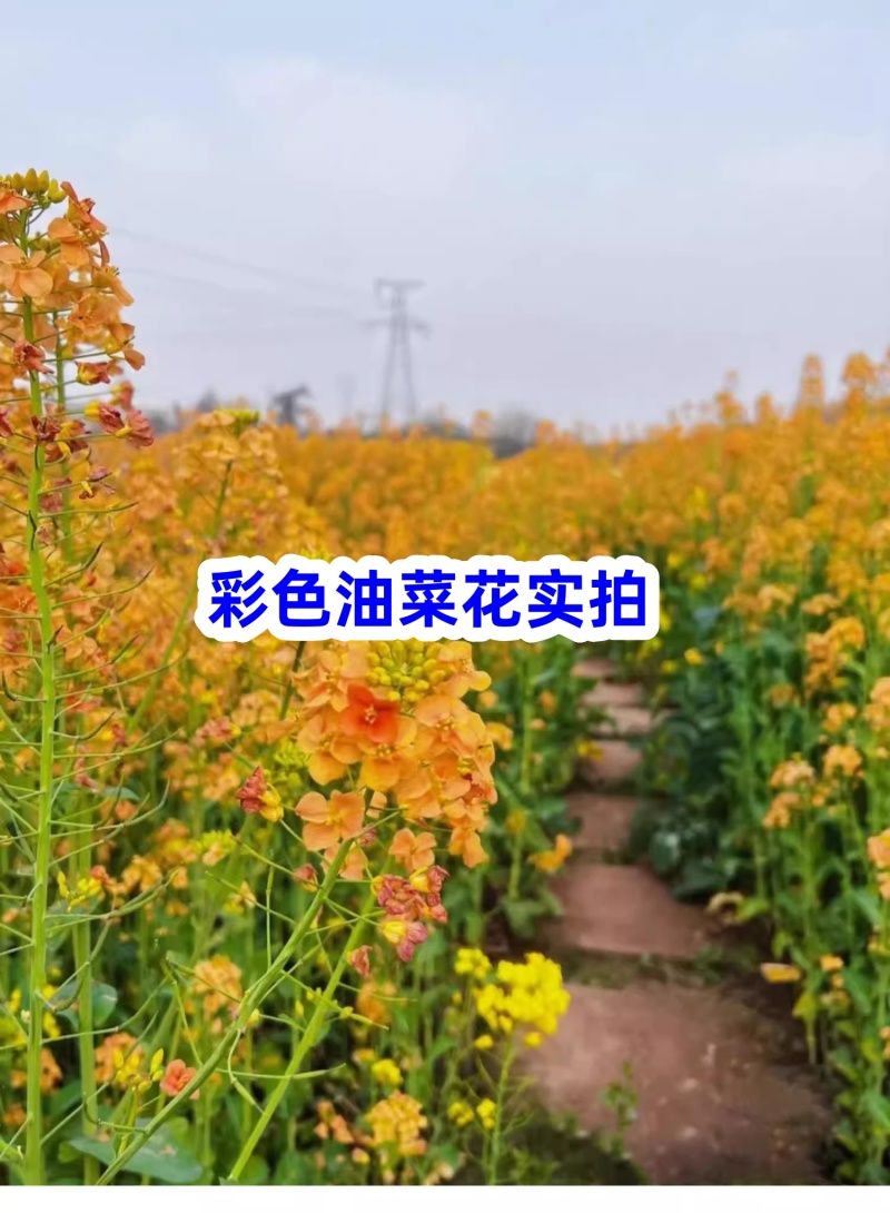 观赏彩色油菜花种子优质高产榨油五彩油菜花菜籽油花田春秋播