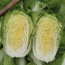 山西黄心白菜白菜质优价廉产地供应货源稳定